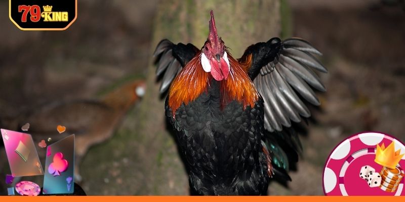 Giao diện theo dõi đá gà trực tuyến chuyên nghiệp