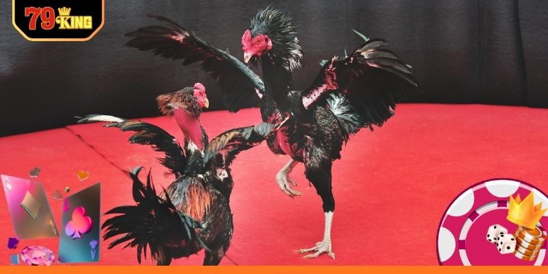 Hướng dẫn xem trực tiếp đá gà miễn phí