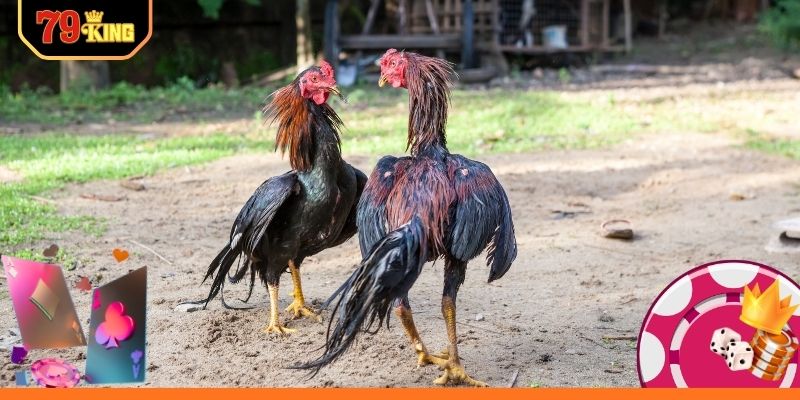 Khám phá sức hút đá gà cựa dao trực tuyến hấp dẫn