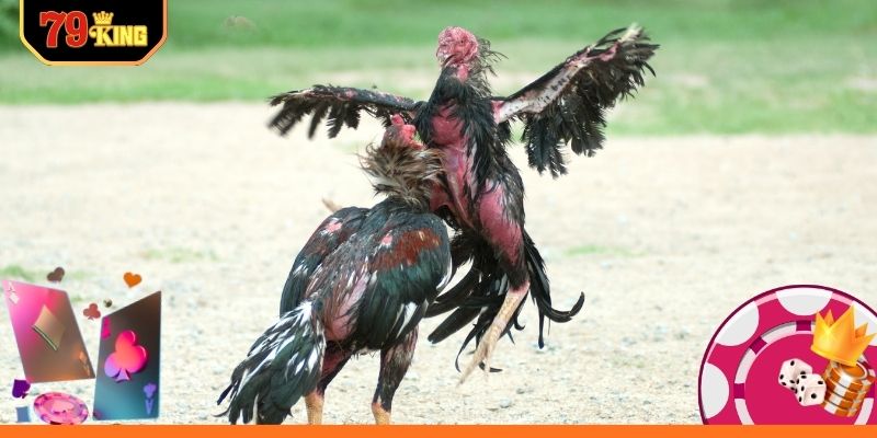 Kinh nghiệm nâng cao tỷ lệ thắng hiệu quả