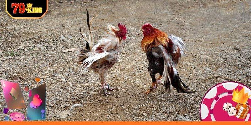 Lịch đá gà Thomo VIP hôm nay cập nhật liên tục