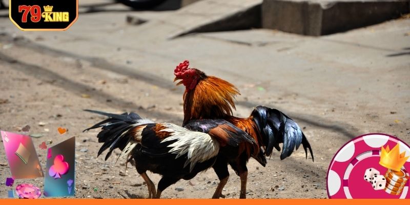 Mẹo xem đá gà trực tuyến hiệu quả cao