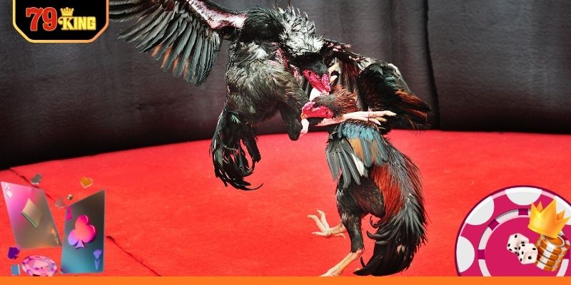 Phân tích kèo đá gà chính xác từ chuyên gia