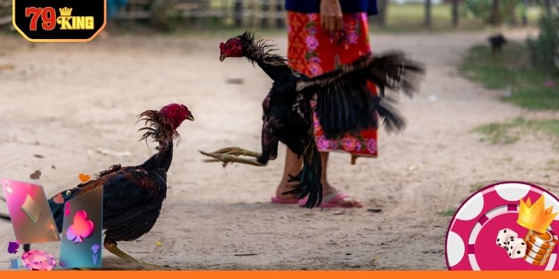 Trận đấu gà Mỹ tiền lớn kịch tính hấp dẫn