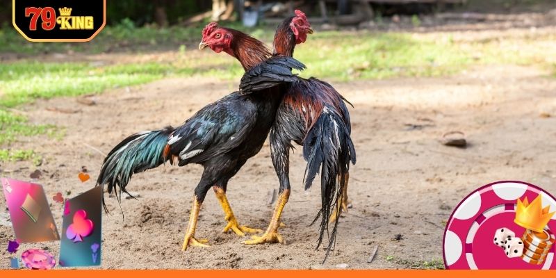 Ưu điểm vượt trội khi tham gia đá gà online